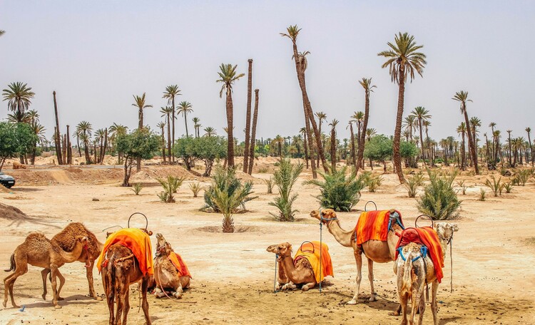 Camel riding in Marrakech