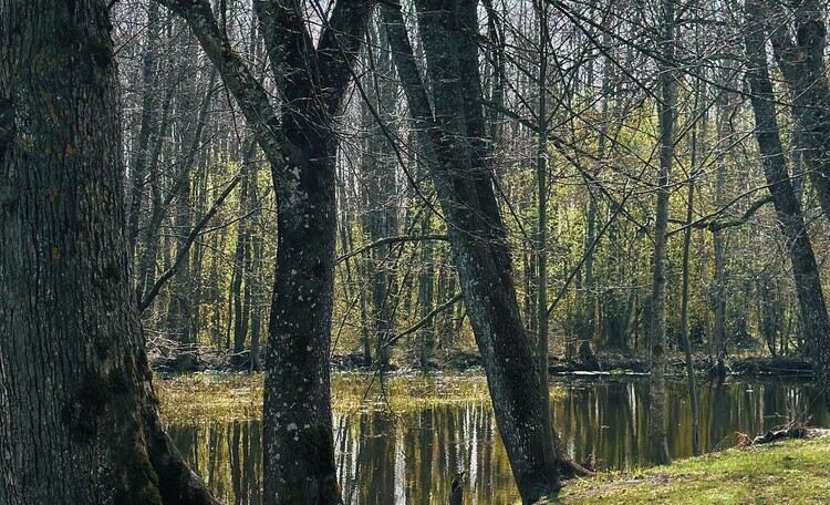 Дома расположены напротив воды 